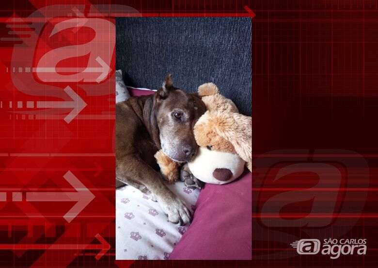 Homenagem da Funerais Pet a cachorrinha Nina -