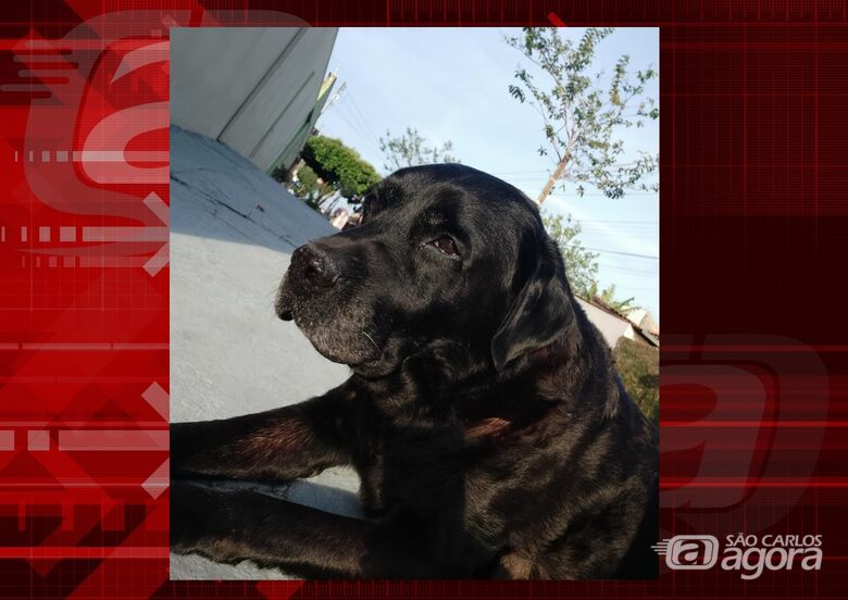 Homenagem da Funerais Pet ao cachorrinho Akeem -