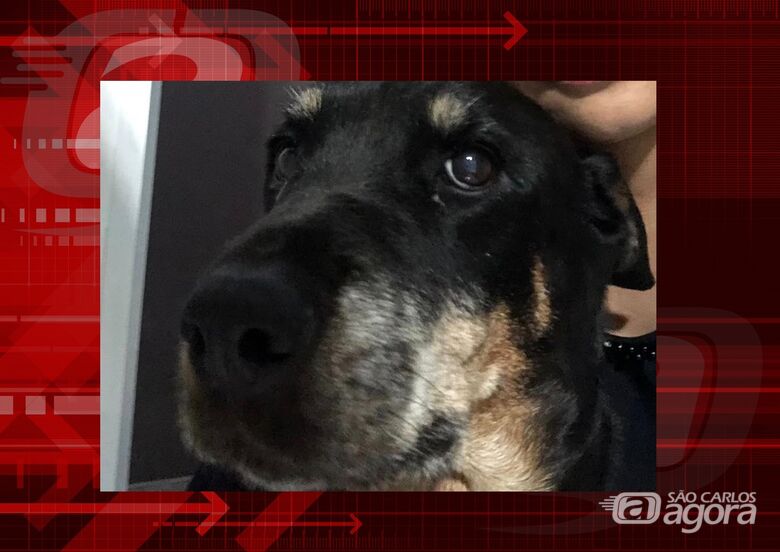 Homenagem da Funerais Pet a cachorrinha Luma -