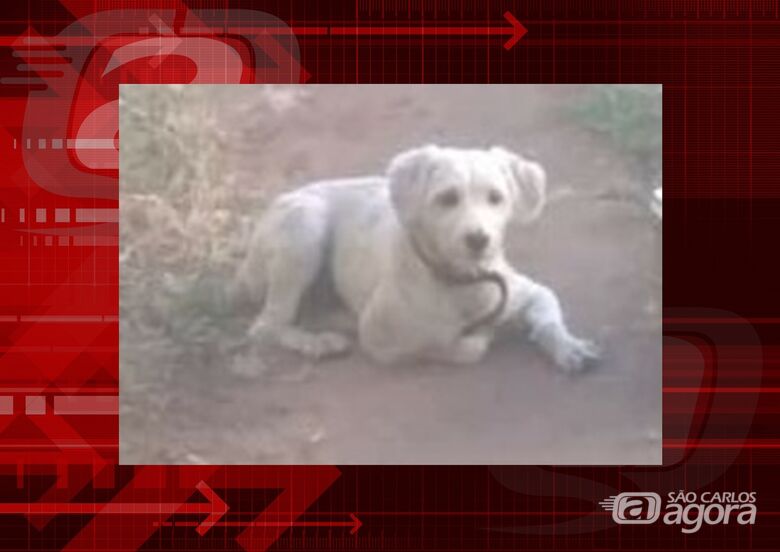 Cachorro Thor desapareceu na região do Bicão. Ajude a encontrá-lo -