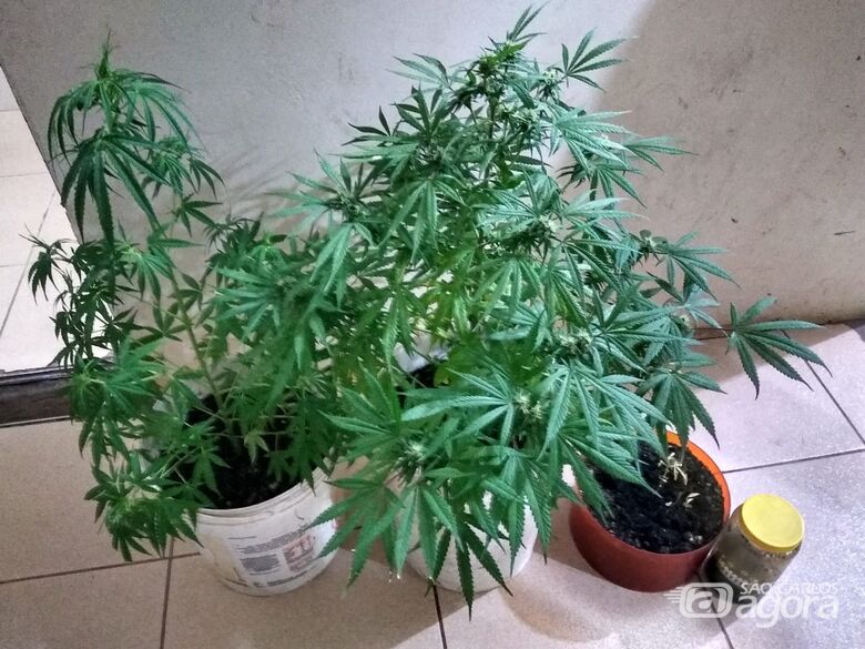 Homem cultivava pés de maconha em casa - Crédito: Luciano Lopes