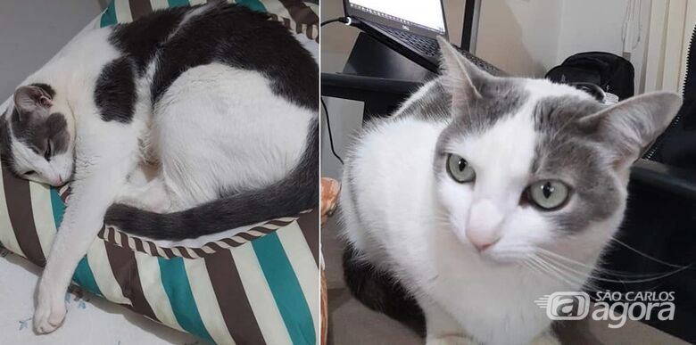 Gatinha Poppy desapareceu na região do Paulistano. Ajude a encontrá-la -