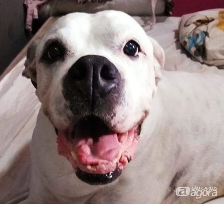 Homenagem da Funerais Pet ao cachorrinho Pimenta -
