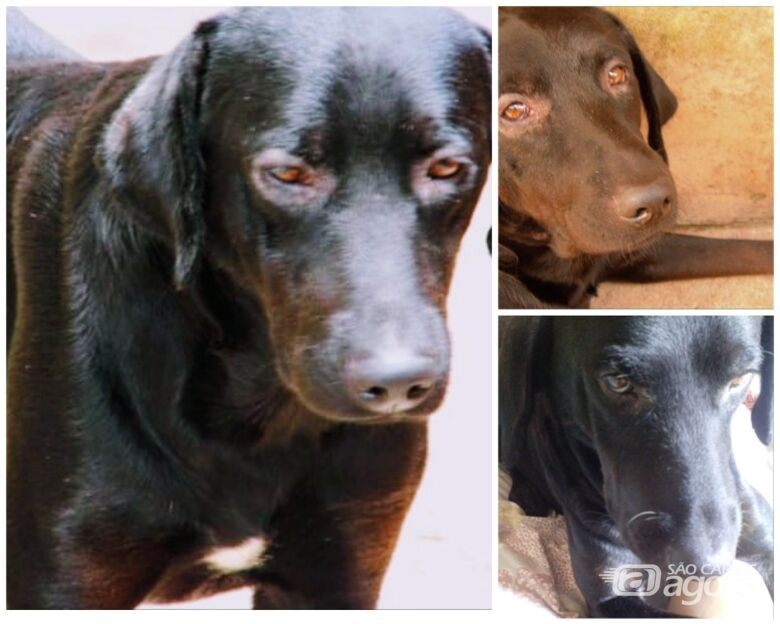 Homenagem da Funerais Pet ao cachorro Laikan -