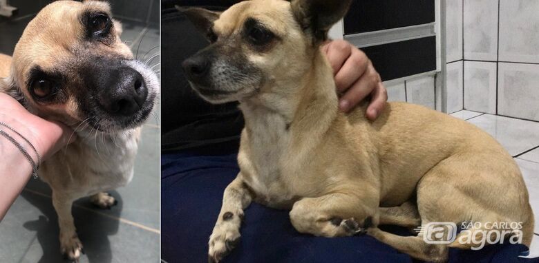 Cachorrinha Gô desapareceu na região do Fagá. Ajude a encontrá-la -