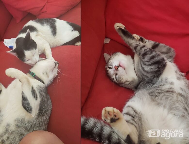 Gatinhos Dante e Quixote desapareceram no Moradas 1; ajude a encontrá-los -