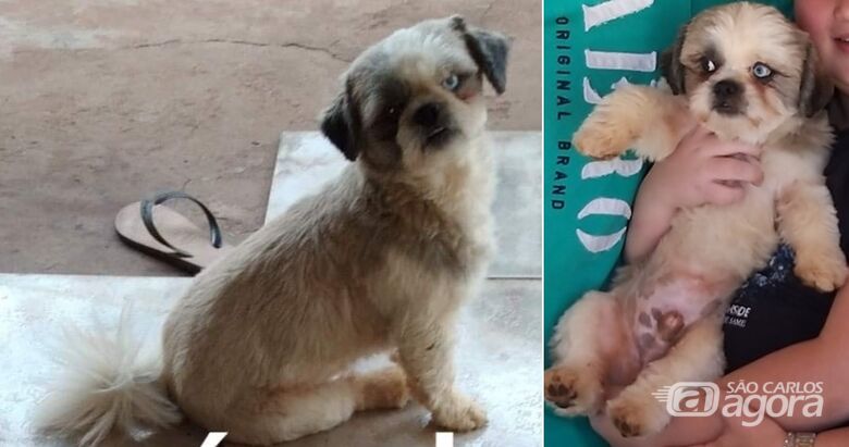 Cachorro Chulé desapareceu na região do Abdelnur/Zavaglia. Ajude a encontrá-lo -
