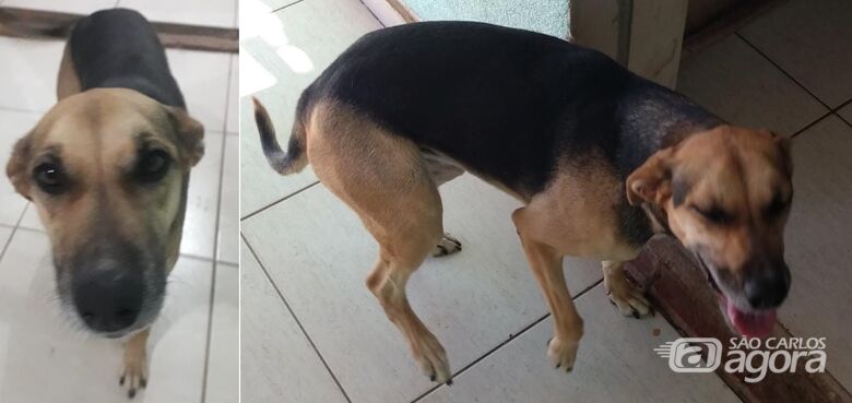 Cachorrinha Lili desapareceu na região do Jd Embaré. Ajude a encontrá-la -