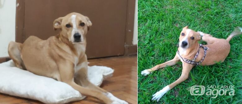 Gaspar desapareceu na região do Cidade Aracy; ajude a encontrá-lo -