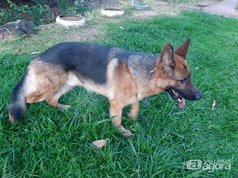 Sutão desaparece na região do Cidade Aracy. Ajude a encontrá-lo -