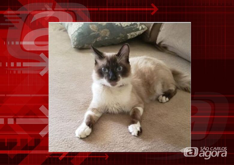 Procura-se gatinho Brow que desapareceu na região do Paulistano -
