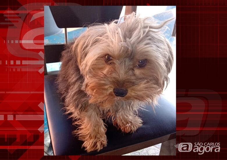 Cachorrinho Bob desapareceu na região do Pacaembú. Ajude a encontrá-lo -