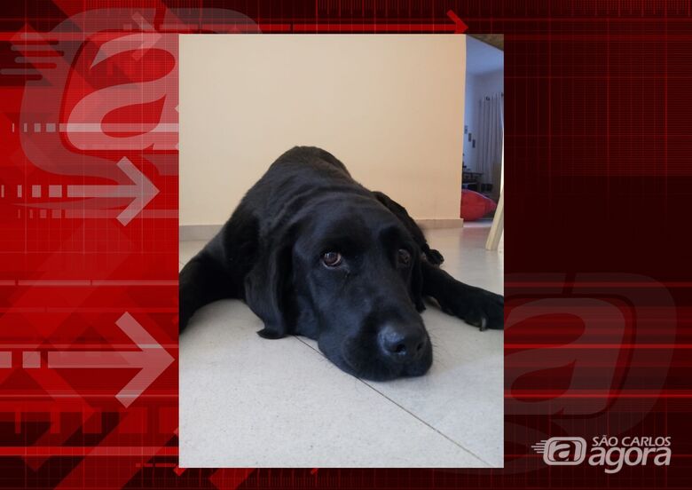 Homenagem da Funerais Pet a cachorrinha Beamer -