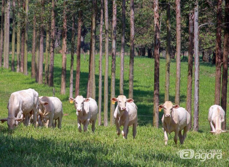 Soluções para manejo de ILPF serão apresentadas durante simpósio realizado pela Embrapa São Carlos - Crédito: Divulgação