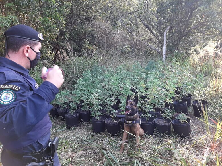 Guarda Municipal localiza plantação de maconha na região da UPA do Santa Felícia - Crédito: Divulgação/GCM