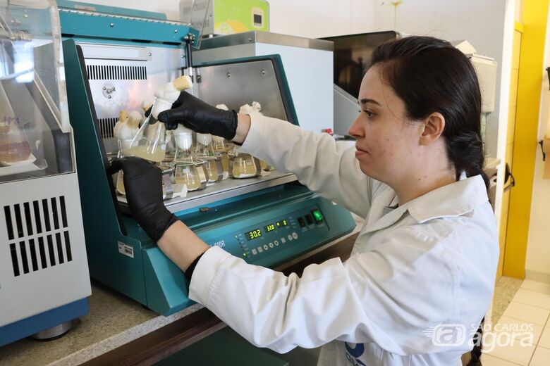 Juliana testou a ação de diferentes linhagens de bactérias contra o Fipronil e a Bifentrina - Crédito: Henrique Fontes – IQSC/USP