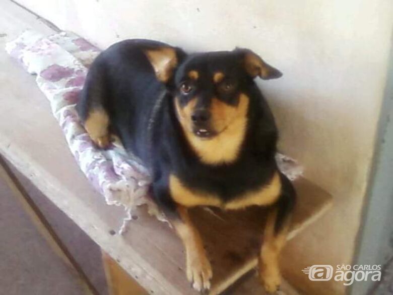 Homenagem da Funerais Pet a cachorrinha Babi Salgueiro Giraldello -