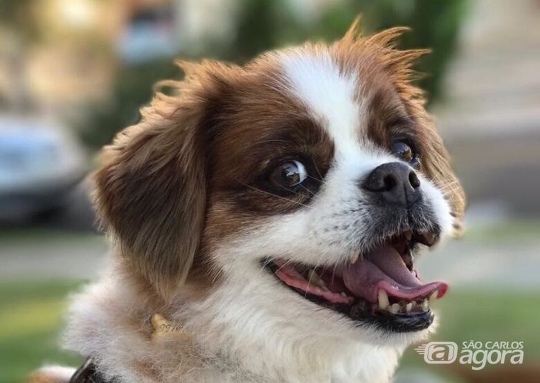 Homenagem da Funerais Pet ao cachorro Max - 