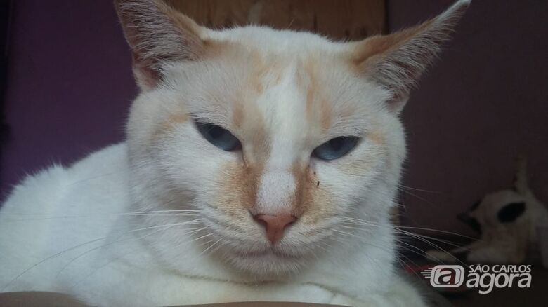Homenagem da Funerais Pet ao gatinho Juca -