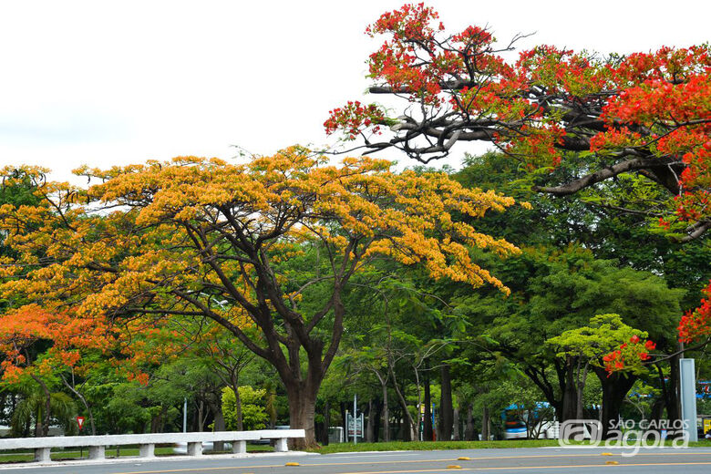 Primavera começa às 10h31 com influência do La Niña - Crédito: Agência Brasil