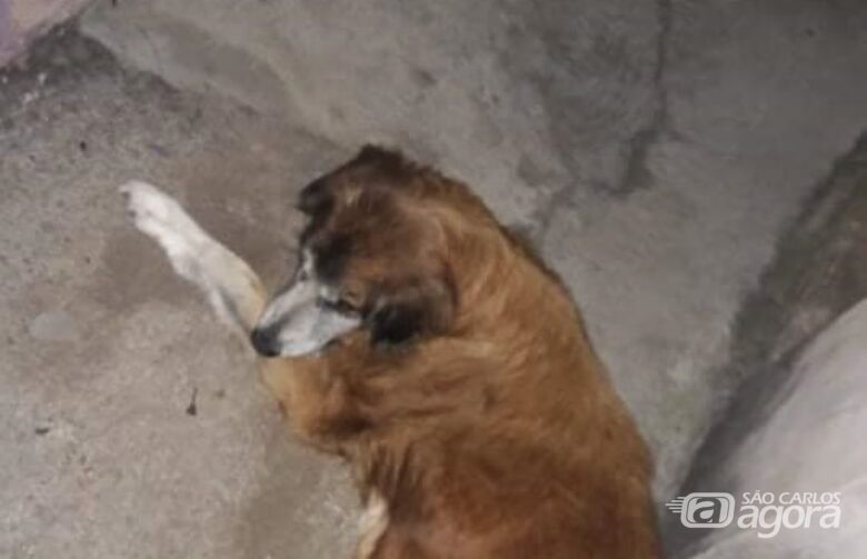 Homenagem da Funerais Pet a cachorrinha Sophia -
