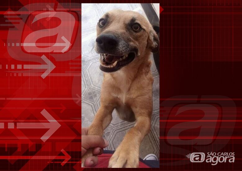 Cachorrinho Marley desapareceu na região do Santa Felícia. Ajude a encontrá-lo. -