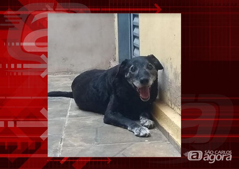 Homenagem da Funerais Pet ao cachorrinho Negão -