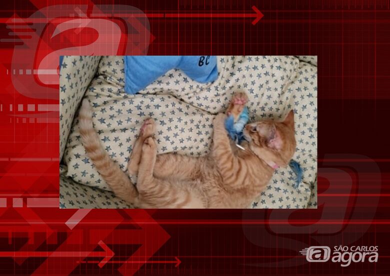 Homenagem da Funerais Pet ao gatinho Caramelo -