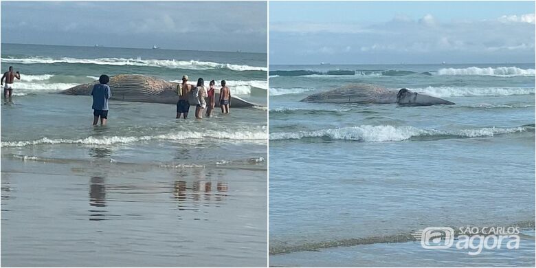 São-carlense flagra baleia morta no Guarujá - Crédito: Guilherme Nogueira