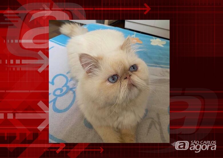 Gatinho Thor desapareceu na região do Santa Felícia. Ajude a encontrá-lo -