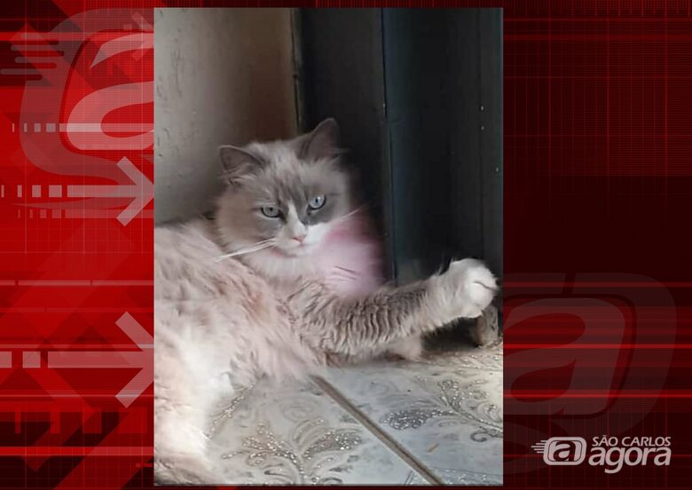 Gatinha Sofia desapareceu na região do Itamaraty. Ajude a encontrá-la. -