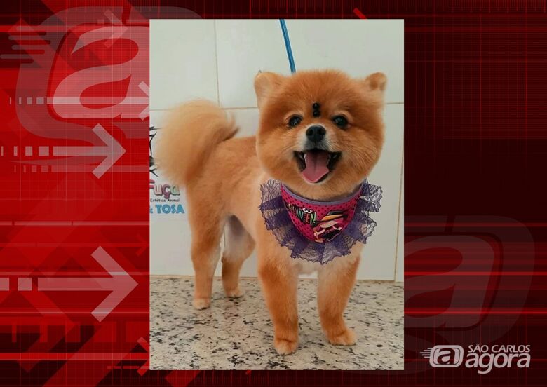 Cachorrinha Jade desapareceu na região da Rodoviária. Ajude a encontrá-la -