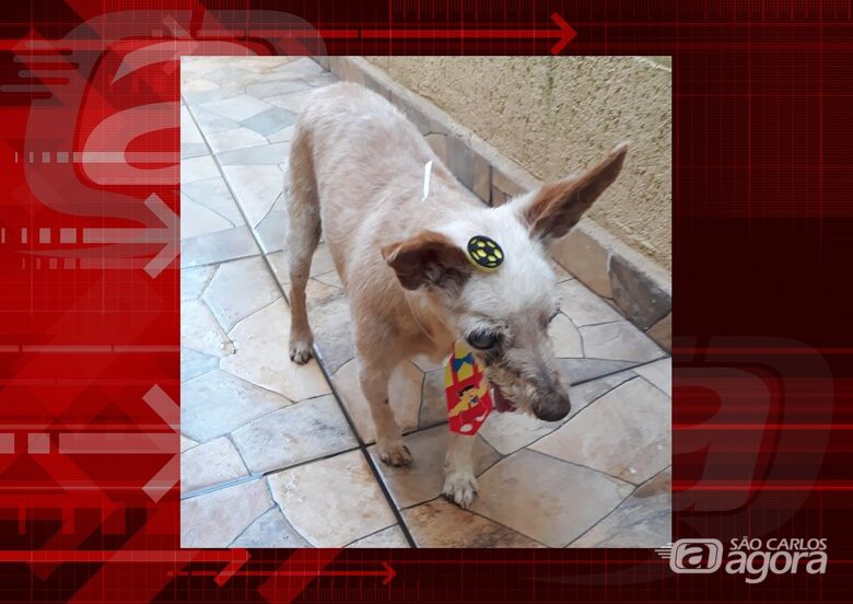 Homenagem da Funerais Pet ao cachorrinho Vitório -