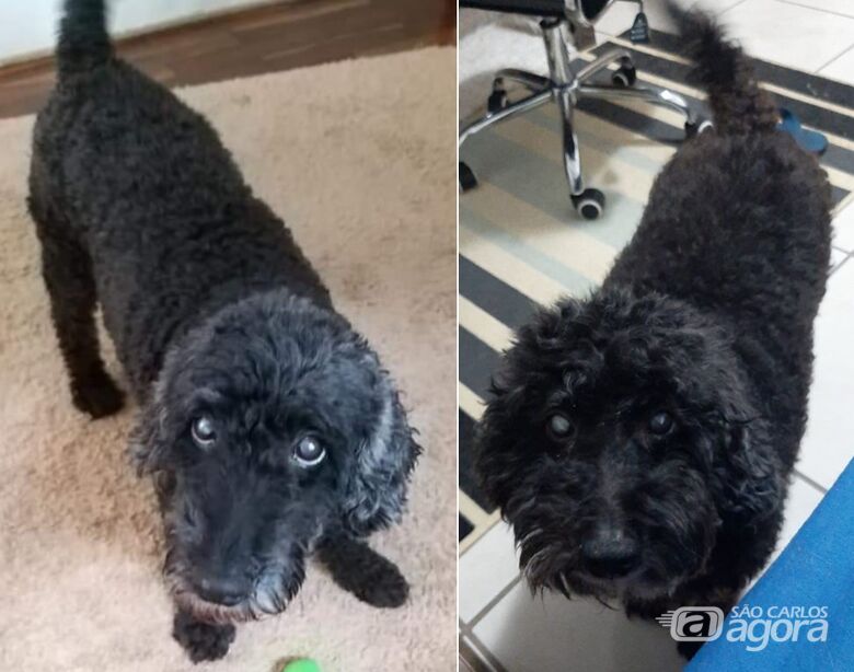 Procura-se cachorra Belinha; foi vista pela última vez na região central -