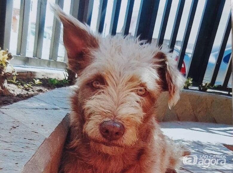 Homenagem da Funerais Pet a cachorrinha Capitú -