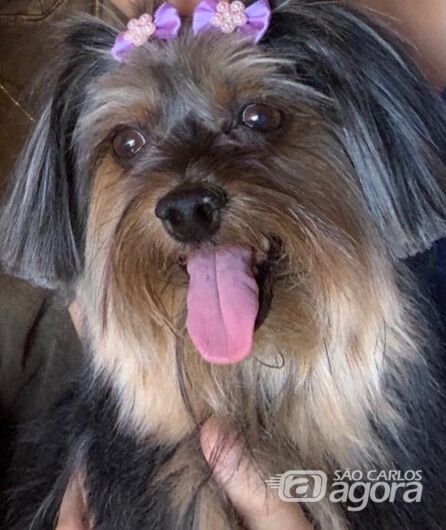 Homenagem da Funerais Pet a cachorrinha Laila -