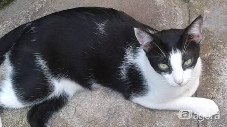 Homenagem da Funerais Pet ao gatinho Gambá -