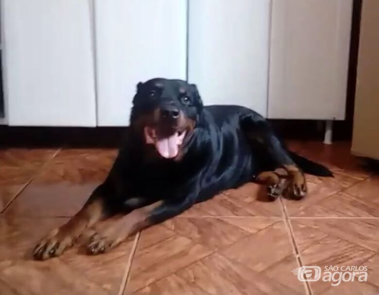 Homenagem da Funerais Pet ao cachorro Rogan -