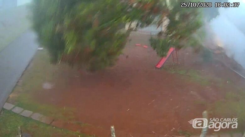 Câmera flagra queda de árvore em condomínio no Jardim das Torres - Crédito: Reprodução