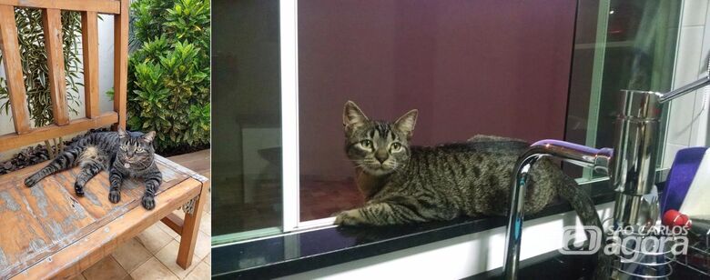 Gatinho Fred desapareceu na região do Jd Acapulco. Ajude a encontrá-lo -