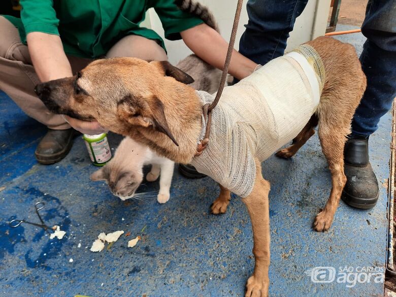 Departamento de Defesa Animal recolhe mais de 50 animais por mês - 