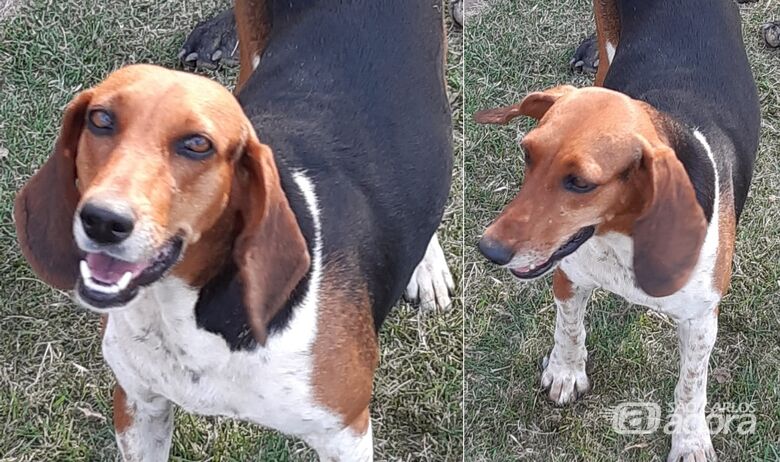 Cachorrinha Nina desaparece em Ibaté e família oferece recompensa -