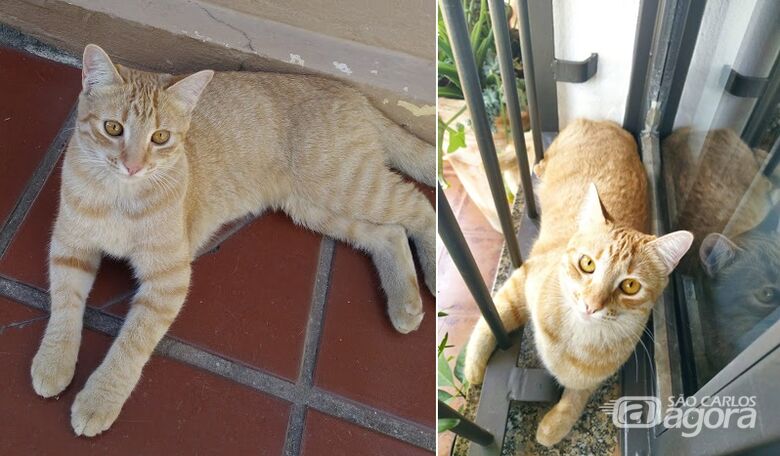 Gatinha Sol desapareceu na região do Boa Vista -