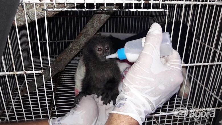 Macaco é alimentado no Parque Ecológico de São Carlos - Crédito: Divulgação