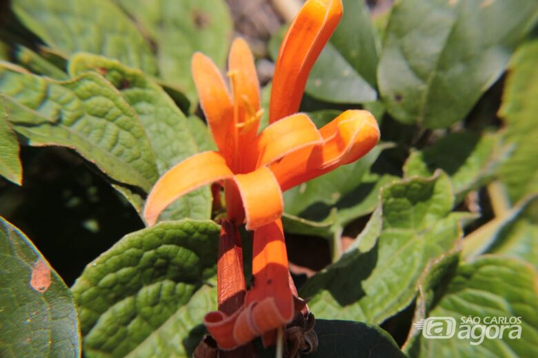UFSCar aprova preservação permanente de 47 hectares de Cerrado - Crédito: SGAS