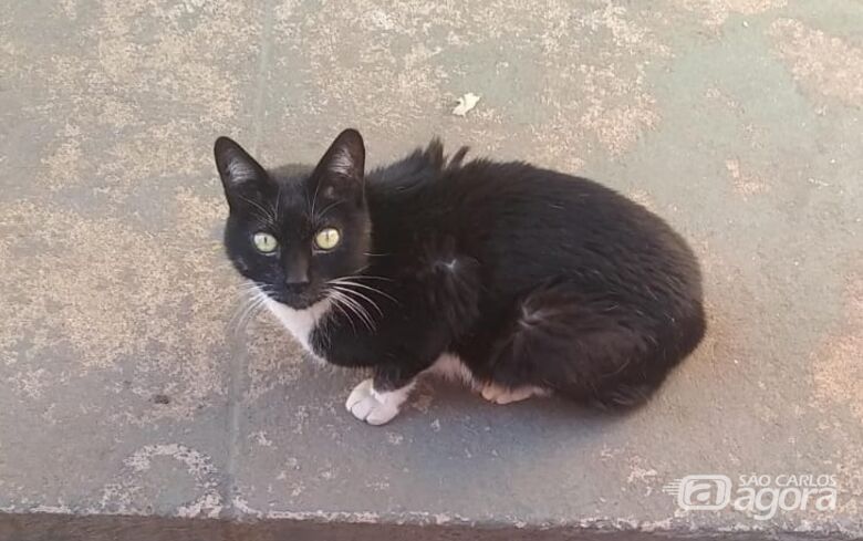 Homenagem da Funerais Pet ao gatinho Michel Simão -