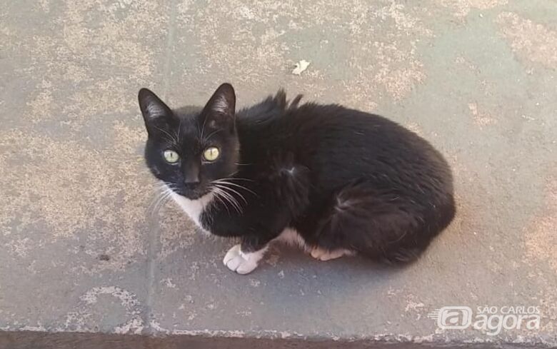 Homenagem da Funerais Pet ao gatinho Michel Simão - 