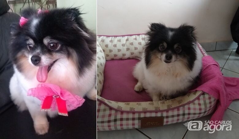 Cachorrinha Pandora desapareceu na região do Jardim Ricetti -