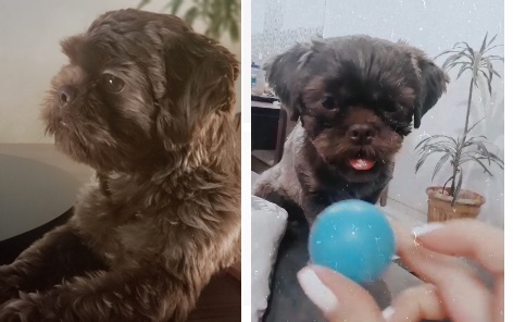 Cachorro Theo ainda não foi encontrado. Ajude a econtrá-lo -