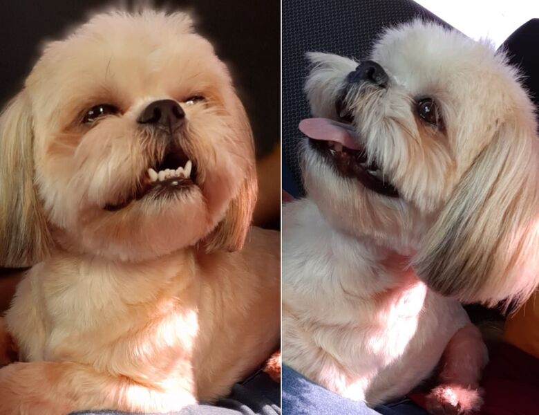 Cachorro Ted desaparece na região do Broa -
